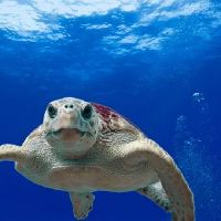 月亮落入水象星座性格上的表现有哪些