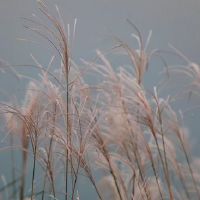 东流水命几月出生的好