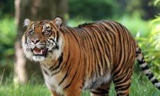 1998年出生属虎女性在2023年下半年的事业运势如何？（探究属虎女性1998年出生者在2023年下半年的事业走向）