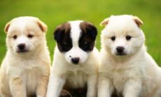 哪些生肖在事业方面更有可能取得成功呢？对十二生肖的事业前途进行剖析与探究