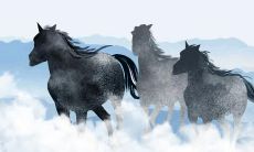 属猪和属蛇的合作前景及77属蛇哪一年的财运最佳？