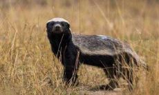 属马人必须远离的人——探究生肖蛇一生的克星是谁