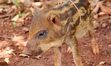 狗年属相论：属猪男和属狗女的配对克不克？最佳配对是哪个属相？