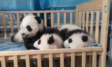 庚申日柱相合婚配下，如何精心为大熊猫选择一个合适的命名呢？