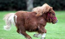 2022年74年属虎人的财运展望：如何才能在属马的一年中获得财富和商业成功？