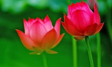 属羊男和属龙女的生肖组合合适吗？探讨羊男与龙女的婚姻缘分