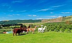 属羊人一生财富命运如何？79年属羊者的最佳婚姻配偶是谁？