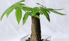 如何正确养护招财树以发挥其财富带来的作用：注意事项和贴心建议