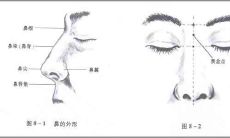 面相图解：如何判断正面能看见鼻孔的面相与鼻孔形状的关系？
