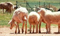 属羊人的晚年命运与前途展望：针对于出生于55年的属羊群体的彻底分析