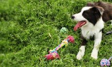 2023年，82年出生的女性属狗人：婚姻和命运的关系及相关预测，揭示属狗人在哪个月出生最容易遭遇挑战