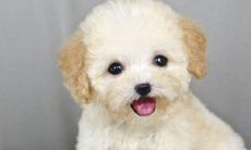 金狗旺财之寓意与象征探析：探讨狗名对财运的影响