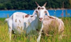 2022年农历四月属羊人的全面运势预测以及关注点分析，还有属于39岁属鸡人的吉凶预测和避免劫难方法！