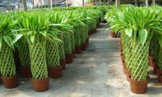 家居风水学：选择何种植物在门口种植以提高风水（房屋前种植哪些树木可招来好运）