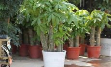 在哪个季节修剪招财树最合适？招财树的剪枝时间是什么时候？