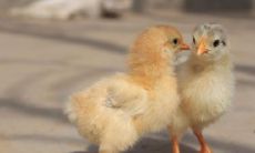 根据十二生肖，属于鸡的人是在哪些特定年份出生的？相应的，在哪些年份出生的人属于狗呢？