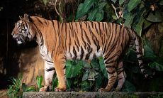 如何选择适合98属虎人长期佩戴的最佳吉祥物？探讨属虎人的饰品选择建议！