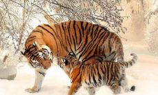 属虎人在98年出生，2023年恰逢本命年，究竟会有怎样的运势呢？