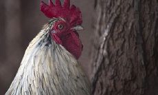 2023属鸡人的婚姻运势：探究以西方占星学与中国命理为基础的综合分析