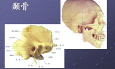 面相学揭示：耳后有突骨者，常呈现耳朵上骨头突出的特征