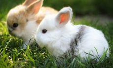 在本命年里，你应该如何安排自己的生活和工作（本命年的命理分析是否可信）？