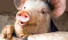 生肖狗的桃花运：探究属狗者感情发展的不同方向与趋势