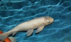 周公解梦：关于梦见金鱼的含义，详解含有身上溃烂已死金鱼的梦境，以及梦见买鱼的周公解梦之解析