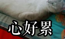 当摩羯座男生与水瓶座男生相遇：探讨最具星座相配性的恋爱关系