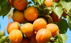 1974年属虎者，出生月份应避免的因杏树风水而得出的寓意是什么？