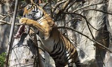 根据中国传统生肖年份和占星术的迷信信仰，在2023年，以属虎的人为标志的1986年出生的一代，可能会得到幸运之色的指示，那么这个颜色是红色吗？