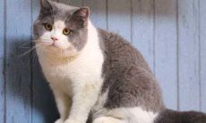 养猫还可助财运？送猫是否会引来“财神降临”？