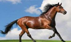 如何化解属相相克带来的不和谐？（属相不和的解决方案）