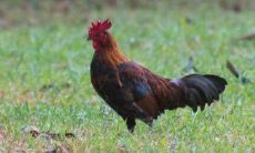 如何度过1957年属鸡人的晚年：寿命与生活方式的深度考察