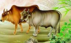 2023年属牛人的爱情运势预测：了解1985年属牛人明年的运势如何影响他们的感情生活