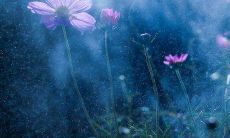 探究天秤座女生倾心于哪个星座男生的心理及原因