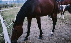 属马的夫妻能否婚配成功？两个属马的人适合成为夫妻吗？