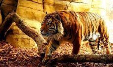 周公解梦：梦见老虎，究竟意味着什么？揭秘梦境中老虎的预兆与含义