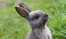 2023年6月属兔人的运势展望：事业、感情、财富均有喜人之处（Jun 2023 Rabbit Horoscope: Promising Outlooks for Career, Love, and Wealth for Those Born Under the Rabbit Sign）