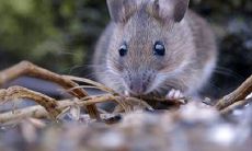 敬请揭晓：本期排名第二的生肖是哪一个？（放眼全年，哪个生肖位列十二生肖排行第一？）