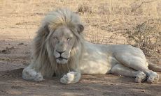 如何识别狮子座男生即将分手的迹象？