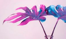 2022年7月24日，口红色被命名为狮子座女生的幸运色！（什么颜色是狮子座女生的幸运颜色？）