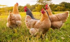 如何破解93鸡94狗婚配禁忌：探讨93鸡和94狗的姻缘问题