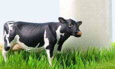 了解属牛的软肋和属牛与牛如何相配的婚姻状况