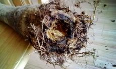 夏季养护：招财树枝叶氧气不足导致黑化掉落，应采取何种方法防范？