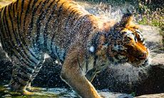 今日属虎人的财富运势如何？打牌能带来机遇吗？不妨看看幸运颜色或许会有所改变！