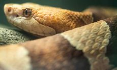 探究1953年属蛇女性的2023年运势：摆脱尘埃，展翅高飞！