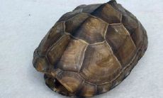 探究一字在线测字占卜，通过这种方法预测吉凶的有效性以及更多相关知识