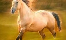 如何查阅生辰八字中是否带有驿马这个生肖？