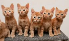 梦见聚群的猫咪：究竟代表着什么预兆呢？（梦见大量猫咪，是否具有特殊涵义？）