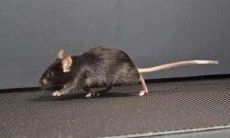 女性是否会经常梦见老鼠咬人并且这个梦境有着什么特殊的预示或者是象征意义（探究女性梦见老鼠攻击人的隐含含义）？